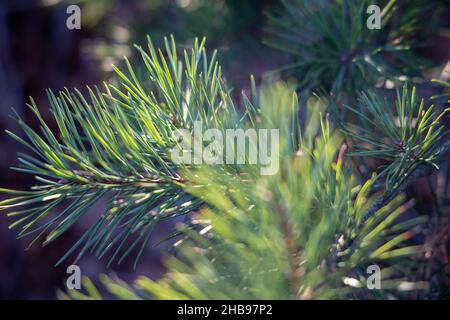 Weich fokussierte junge Kiefernknospen. Pinus sylvestris, pinus nigra, Zweige der Bergkiefer. Pinus-Baum an einem sonnigen Tag mit dem Hintergrund der Sonne Stockfoto