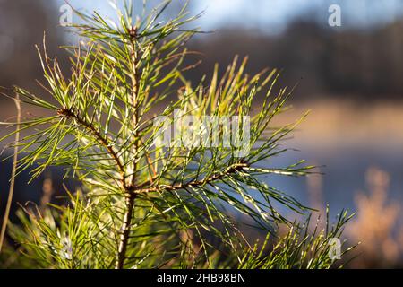 Weich fokussierte junge Kiefernknospen. Pinus sylvestris, pinus nigra, Zweige der Bergkiefer. Pinus-Baum an einem sonnigen Tag mit dem Hintergrund der Sonne Stockfoto