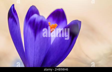 Die Sonne scheint auf der wilden lila und gelben Iris (Crocus heuffelianus verfärbt) Blume, abstrakte Nahaufnahme Makro Detail Stockfoto