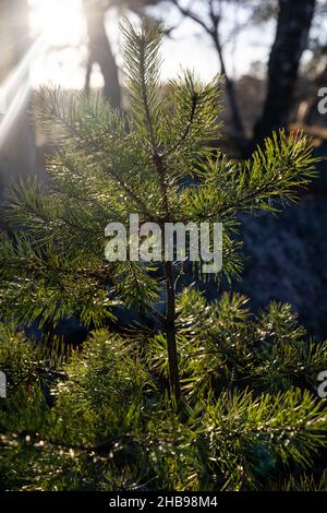 Weich fokussierte junge Kiefernknospen. Pinus sylvestris, pinus nigra, Zweige der Bergkiefer. Pinus-Baum an einem sonnigen Tag mit dem Hintergrund der Sonne Stockfoto