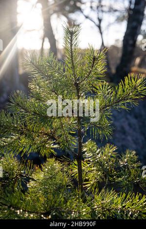 Weich fokussierte junge Kiefernknospen. Pinus sylvestris, pinus nigra, Zweige der Bergkiefer. Pinus-Baum an einem sonnigen Tag mit dem Hintergrund der Sonne Stockfoto