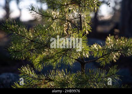Weich fokussierte junge Kiefernknospen. Pinus sylvestris, pinus nigra, Zweige der Bergkiefer. Pinus-Baum an einem sonnigen Tag mit dem Hintergrund der Sonne Stockfoto
