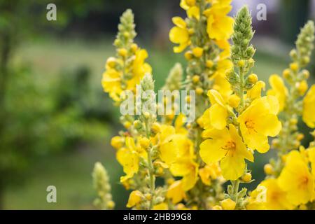 Verbascum densiflorum in Blüte, gelbe Königskerze. Kräuter für die alternative Medizin Stockfoto