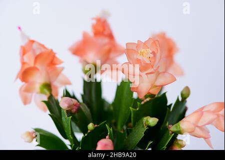 Blüte des weihnachtskaktus in Aprikosenfarbe Stockfoto