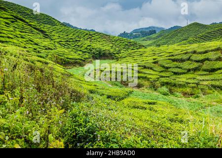 Blick auf Teeplantagen in den Cameron Highlands, Malaysia Stockfoto
