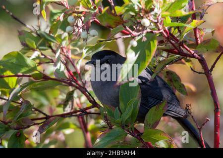 Grauer Catbird (Dumetella Carolinensis), der auf einem Dogwood-Zweig thront. Riverside Park, Kamloops, BC Stockfoto