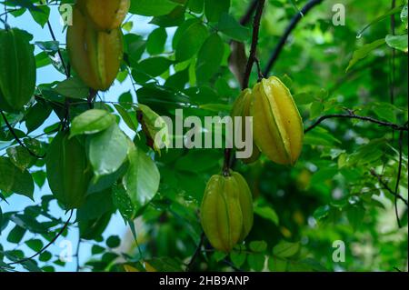 Sternfrucht-Gericht auf Baumzweig nach Regen. Sternfrucht wächst in tropischen privaten Garten. Starfruitsaft wie eine gute Wahl zum Entspannen. Nahaufnahme der Sternenfrucht. Stockfoto