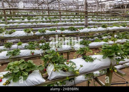 CAMERON HIGHLANDS, MALAYSIA - 28. MÄRZ 2018: Blick auf eine Erdbeerfarm in den Cameron Highlands, Malaysia Stockfoto
