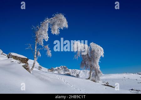 Weiß getünchte Birken, glitzern im Sonnenlicht. Malerische und wunderschöne Winterszene. Standort Piemont, Italien, Europa. Stockfoto