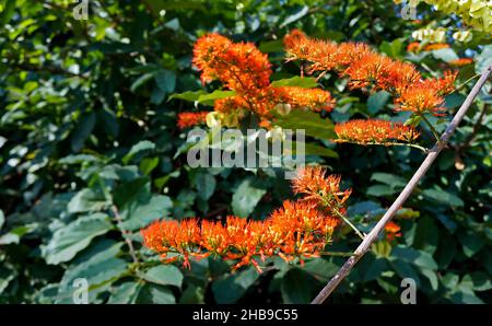 Weinrebe der orangen Flamme oder Chamäleonrebe (Combretum coccineum) Stockfoto