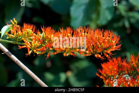 Weinrebe der orangen Flamme oder Chamäleonrebe (Combretum coccineum) Stockfoto