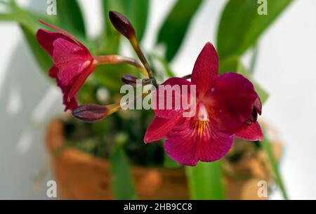 Orchideen im Gewächshaus, Rio, Brasilien Stockfoto