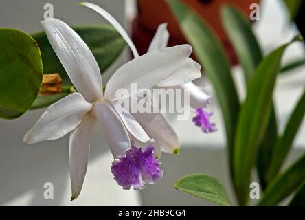 Orchideen im Gewächshaus, Rio, Brasilien Stockfoto
