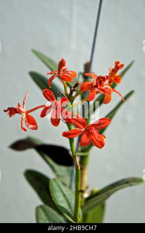 Orchideen im Gewächshaus, Rio, Brasilien Stockfoto