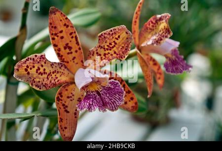 Orchideen im Gewächshaus, Rio, Brasilien Stockfoto