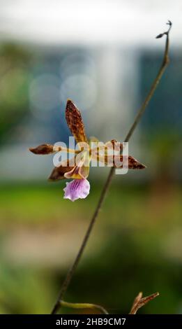 Orchideen im Gewächshaus, Rio, Brasilien Stockfoto