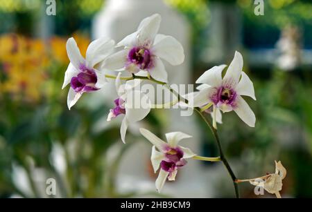 Orchideen im Gewächshaus, Rio, Brasilien Stockfoto