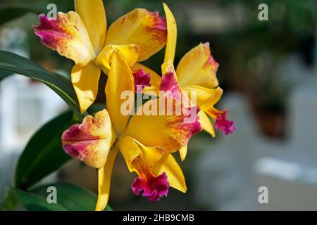 Orchideen im Gewächshaus, Rio, Brasilien Stockfoto