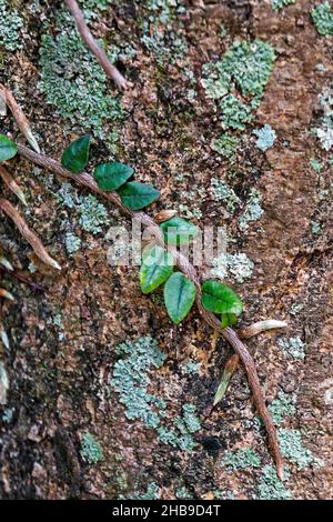 Epiphytische Pflanze am Baumstamm (Microgramma squamulosa) Stockfoto