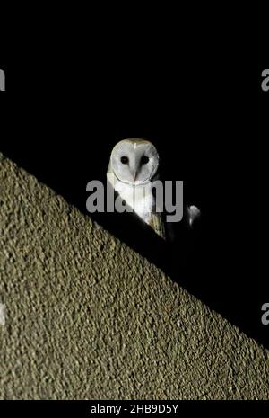 Scheune Owl (Tyto alba erlangeri) Erwachsener auf dem Hausdach in der Nacht Oman Dezember Stockfoto