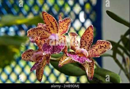 Orchideen im Gewächshaus, Rio, Brasilien Stockfoto