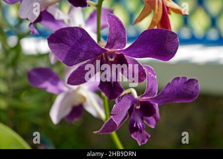 Orchideen im Gewächshaus, Rio, Brasilien Stockfoto