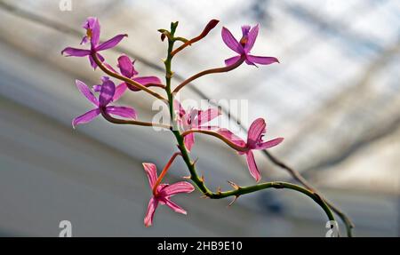 Orchideen im Gewächshaus, Rio, Brasilien Stockfoto