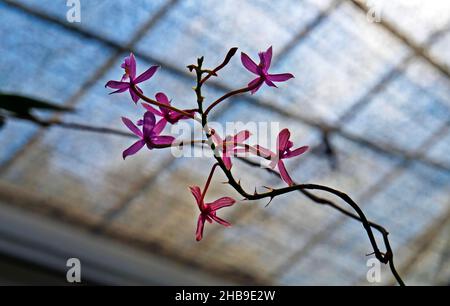 Orchideen im Gewächshaus, Rio, Brasilien Stockfoto
