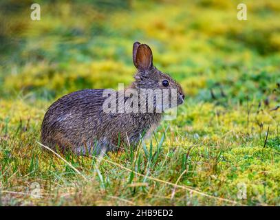 Ein Andentapeti (Sylvilagus andinus), oder Andencottontail, ist ein Kaninchen, das in den Paramos der hohen Anden lebt. Cajas National Park, Ecuador. Stockfoto