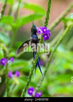 Ein männlicher Kolibri mit Drahtkammbauch (Discosura popelairii), der sich von Blumen ernährt. Ecuador, Südamerika. Stockfoto