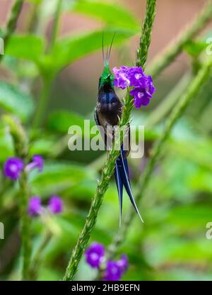 Ein männlicher Kolibri mit Drahtkammbauch (Discosura popelairii), der sich von Blumen ernährt. Ecuador, Südamerika. Stockfoto