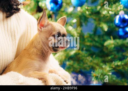 Weihnachts- und Neujahrskonzept, eine junge Frau mit ihrem Haustier in den Armen, ein wunderschöner Miniatur-chihuahua-Hund neben dem Weihnachtsbaum. Stockfoto