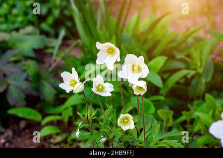 Frische weiße Schneegropfen Anemone (Anemonastrum biarmiense) blüht auf grünen Blättern Hintergrund im Wald in der frühen Frühjahrssaison. Stockfoto