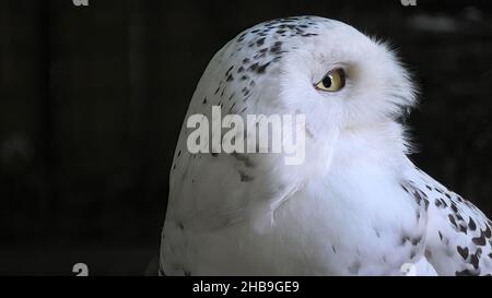 Augen einer verschneiten Eule oder Polareule. Bubo scandiacus Arten aus den arktischen Regionen Nordamerikas und der Paläarktis. Falknerei Greifvögel. Erwachsener Stockfoto