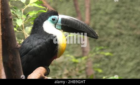 Kanaltukan im Waldhintergrund. Ramphastos vitellinus Arten von der karibischen Insel Trinidad und Südamerika. Stockfoto