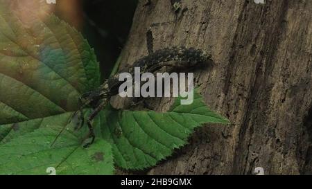 Nahaufnahme des dornigen Teufelsstäbcheninsekts im Terrarium. Eurycantha calcarata-Art. Insektenstiel stammt aus den Regenwäldern von Neuguinea, Neuguinea Stockfoto