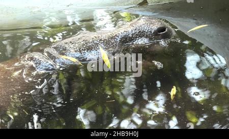 Großer Nilpferd, der unter Wasser ruht. Große fünf Tiere aus Südafrika. Nahaufnahme. Safari mit Wildfahrten. Hippopotamus amphibius-Arten. Stockfoto