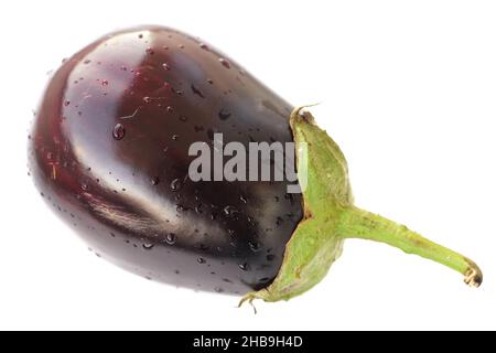 Erbstück Aubergine mit Wassertropfen isoliert Nahaufnahme Stockfoto