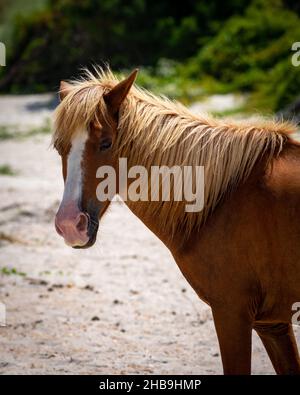 Feral Horse bei Shackleford Banks, NC. USA Stockfoto