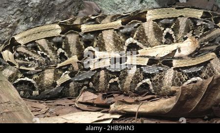 Gabun-Viper-Schlange in einem natürlichen Terrarium. Bitis gabonica Arten aus den afrikanischen Savannen und Regenwäldern südlich der Sahara. Stockfoto