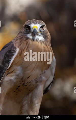 Nahaufnahme von Red-tailed Hawk (Buteo jamaicensis), Reston, VA Stockfoto