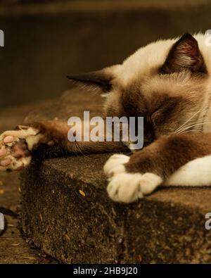 Vertikale Nahaufnahme einer schlafenden siamesischen Katze Stockfoto