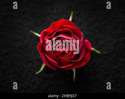 Zarte Blume auf schwarzem Hintergrund. Für das Design. Natur. Stockfoto