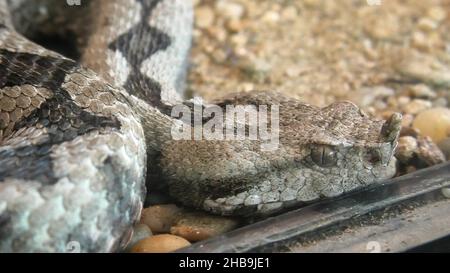 Gehörnte Viper oder langnasige Viper-Schlange. Vipera ammodytes Schlange in einem natürlichen Terrarium. Vipera ammodytes Arten aus Europa, dem Balkan und den Stockfoto