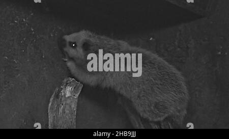 nördliche Luzon-Riesenwolkenratte oder BU-ot in philippinischer Sprache. Phloeomys pallidus-Arten, die auf den philippinischen Inseln und der Sierra Madre-Reihe endemisch sind Stockfoto