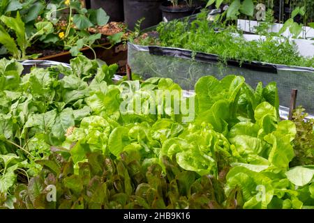 Issaquah, Washington, USA. In einem 4' x 8' erhöhten Gartenbeet Pflanzen Introd- und Sylvesta-Salat und Chiogga-Rüben, die zur Ernte bereit sind. Stockfoto