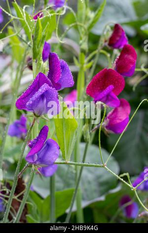 Issaquah, Washington, USA. Süße Erbsenblüten, auch bekannt als Perennial Erbsenblüten oder ewige Erbsenblüten Stockfoto