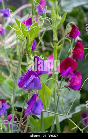 Issaquah, Washington, USA. Süße Erbsenblüten, auch bekannt als Perennial Erbsenblüten oder ewige Erbsenblüten Stockfoto