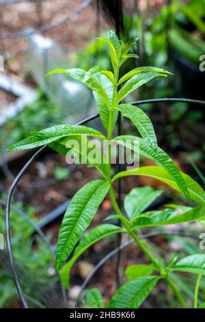 Issaquah, Washington, USA. Lemon Verbena Pflanze Stockfoto