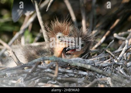 Neugeborener Schneegreiher - Egretta thula - Küken auf Nest in St. Augustine, Florida. Stockfoto